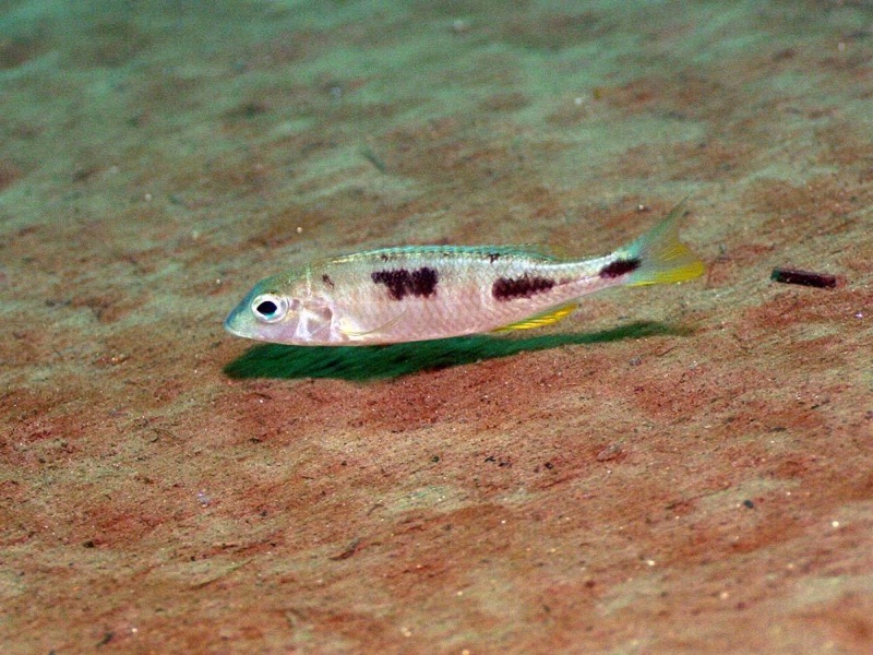 Otopharynx styrax 'Ntekete'